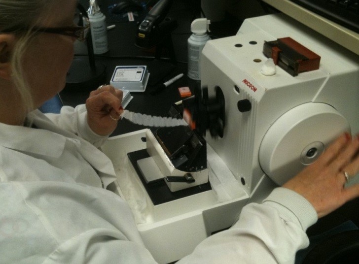 Histotechnician Program